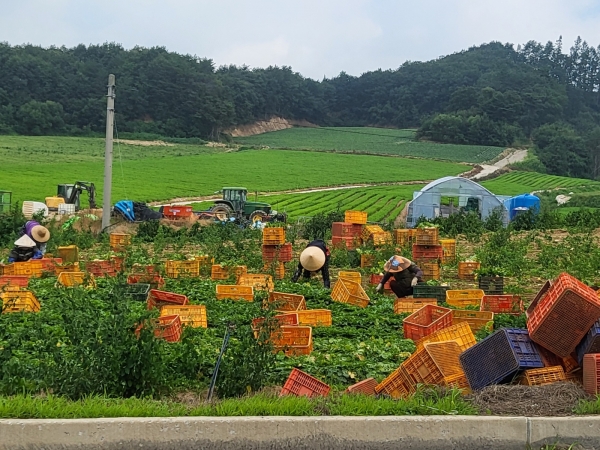 최근 강원도 평창군 대관령면의 한 고랭지 밭에서 고랭지 농산물이 수확되고 있다.